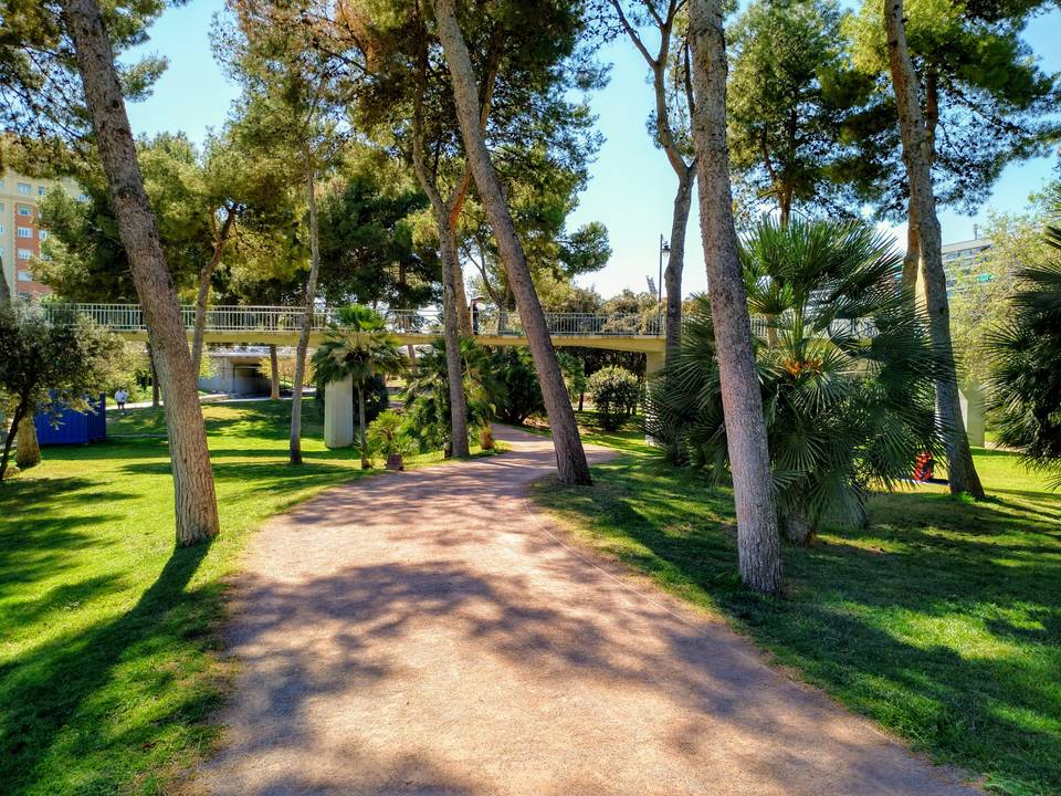 Path under trees in the sun.