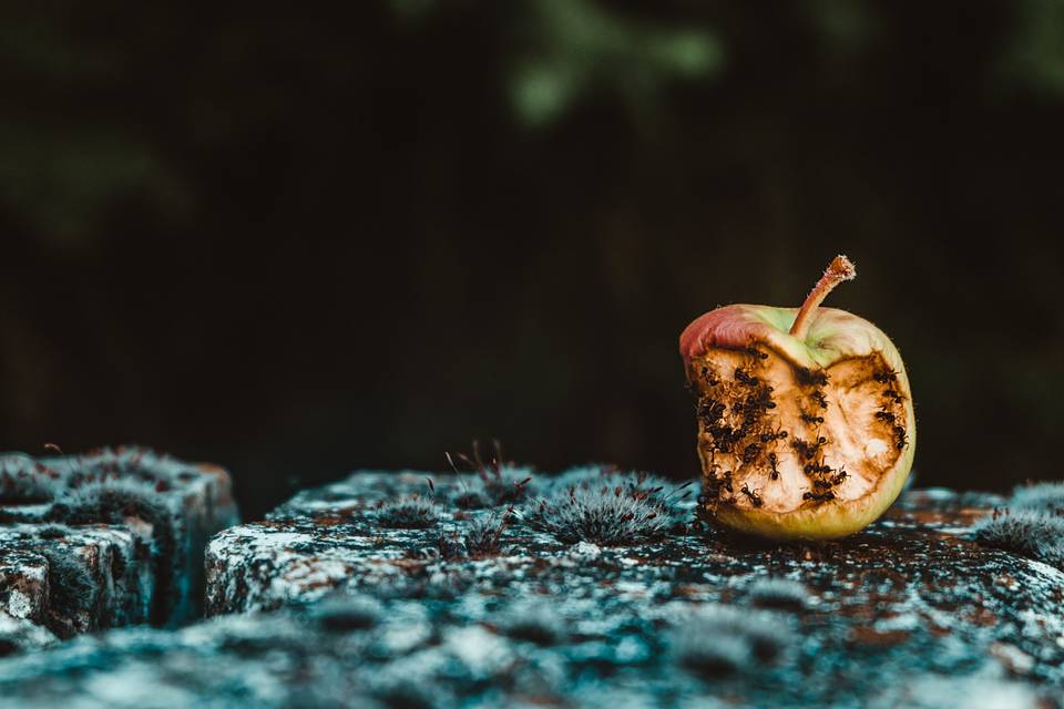 The rotten apples of customer service