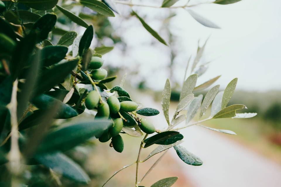 Olive are the cornerstone of the Mediterrenean diet